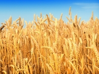 Из-за морозов пшеница подорожала до максимума